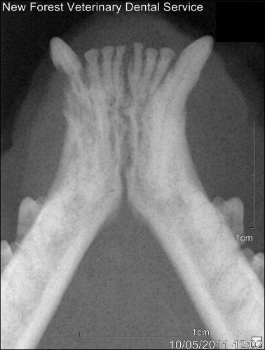 cat teeth x ray